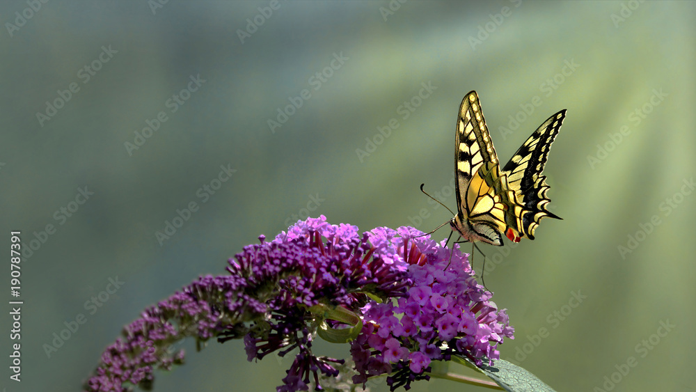 Naklejka premium Swallowtail motyl (Papilio machaon) karmi od purpurowego motyliego krzaka z zielonym bokeh tłem