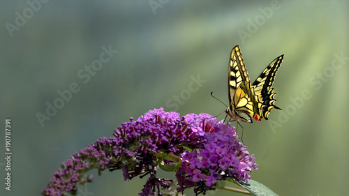 Swallowtail butterfly (Papilio machaon)          feeds from a purple butterfly bush with green bokeh background