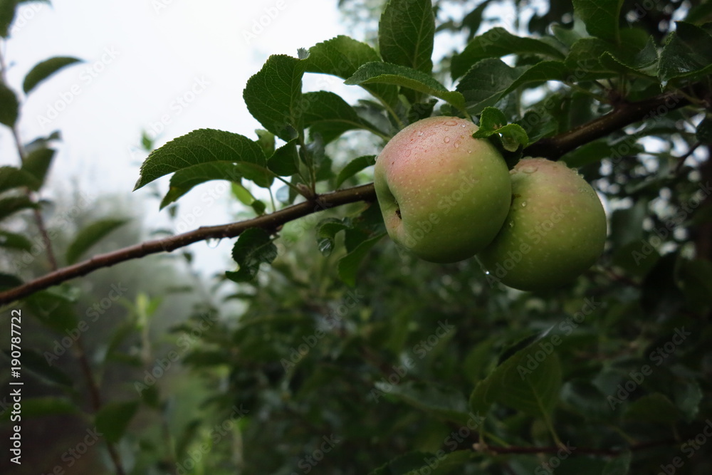 Apples in the fog