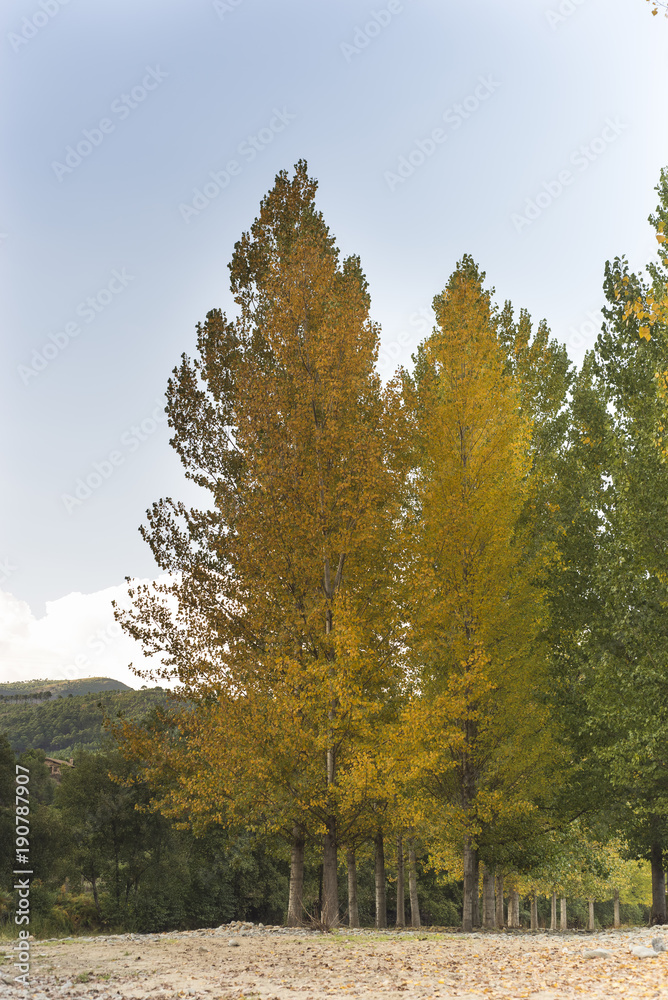 Naklejka premium autumn, bench, lamppost and trees with yellow leaves