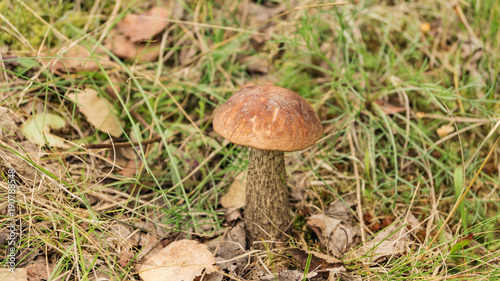 Grey mushroom in a forest glade