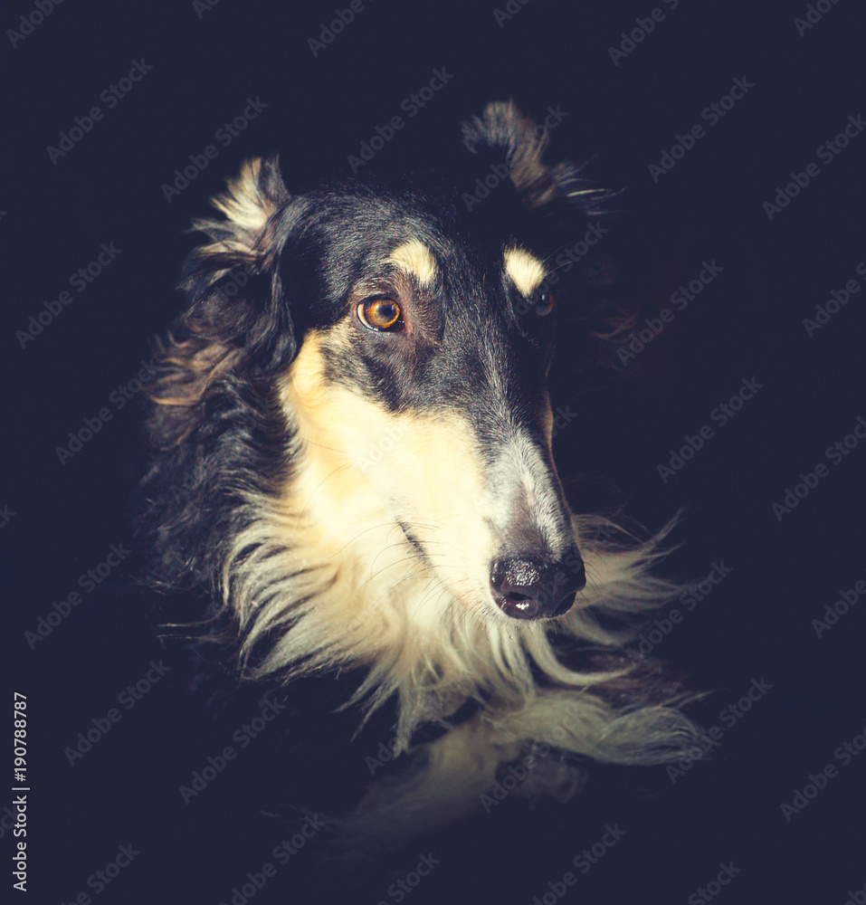 Fototapeta premium portrait of a black dog with a tan face, collar and eyebrows on a dark background