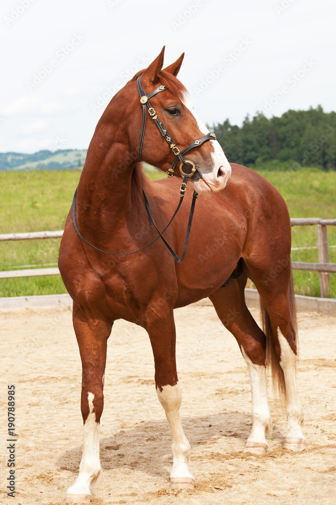 Obraz premium Portret miłego gorącokrwistego konia