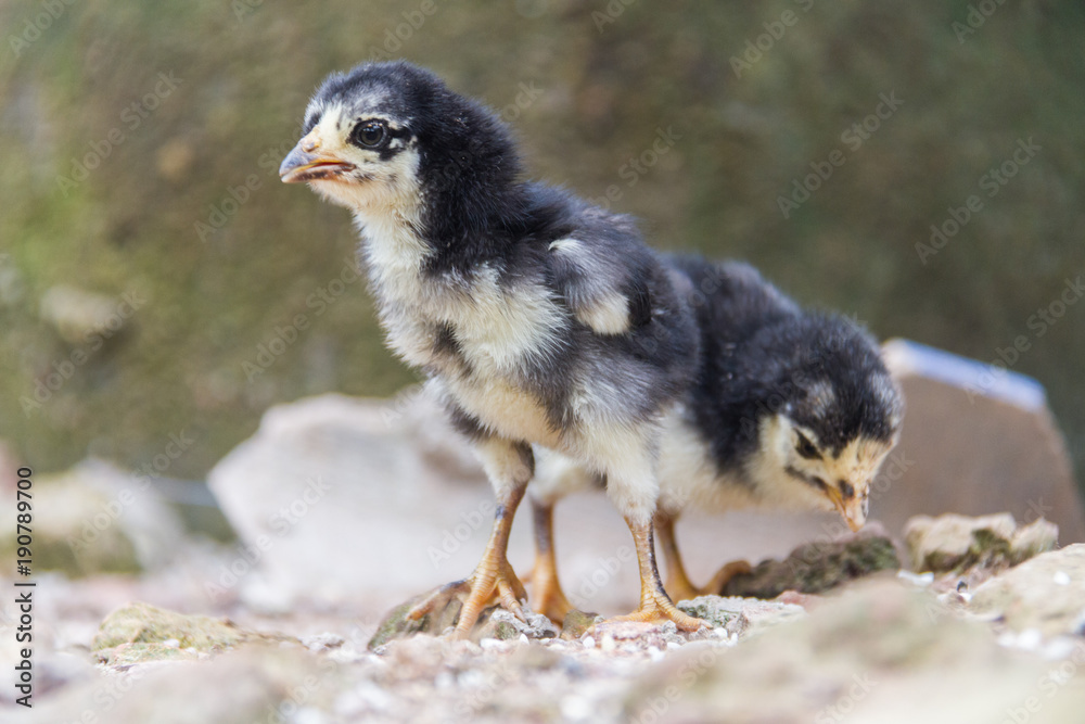 Obraz premium Little chickens black and white color is walking on the ground