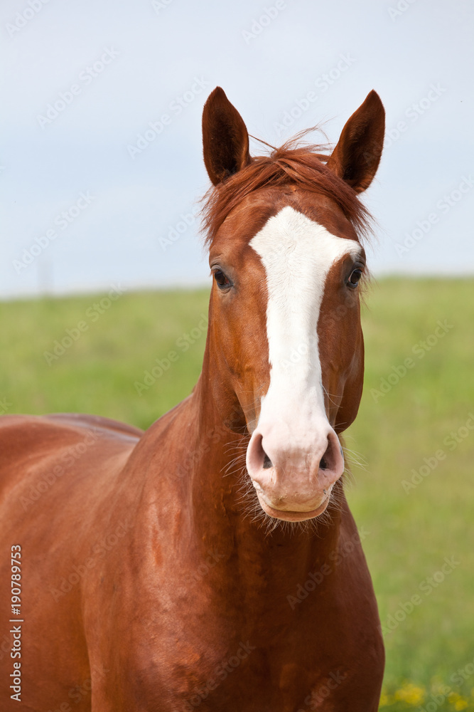 Naklejka premium Portret ładny koń gorącej krwi