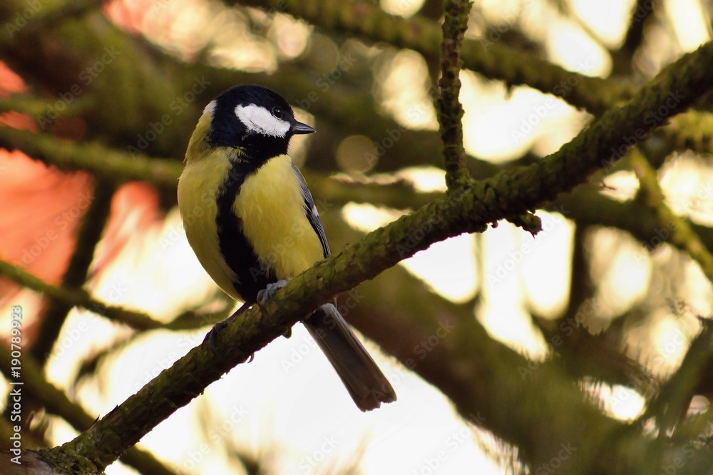 A beautiful shot of a bird on a tree in nature. (Parus major) A beautiful shot of a bird on a tree in nature. (Parus major)