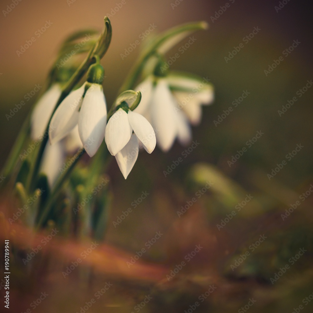 Fototapeta premium Snowdrops spring flowers. Beautifully blooming in the grass at sunset. Delicate Snowdrop flower is one of the spring symbols. (Amaryllidaceae - Galanthus nivalis)