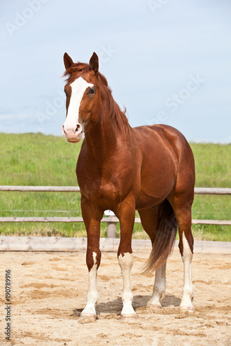 Portrait of  nice hot-blooded horse