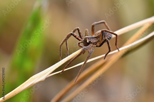 Beautiful macro shot of spider in grass.