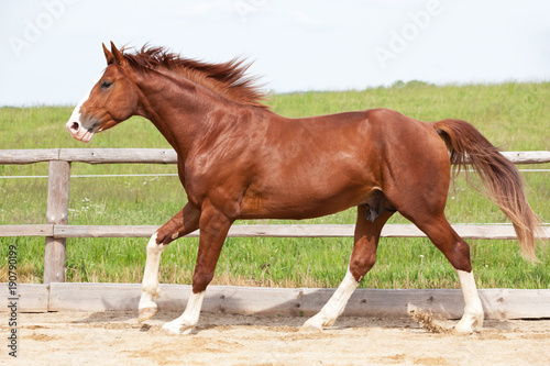 Portrait of nice running hot-blooded horse