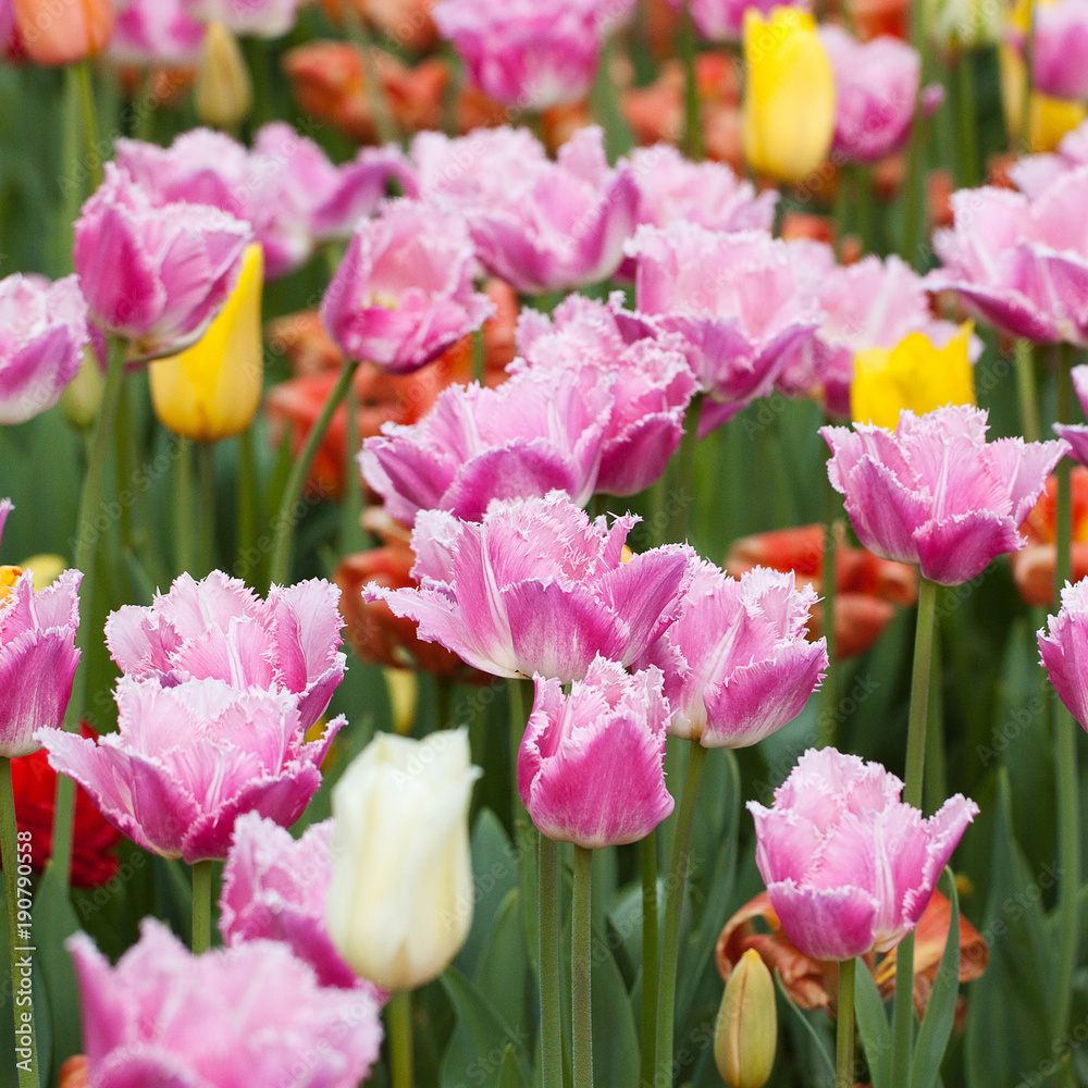 beautiful multi-colored tulips form a bright carpet in a flower bed or in a field