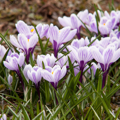 gentle flowers of crocus are the first to meet the spring