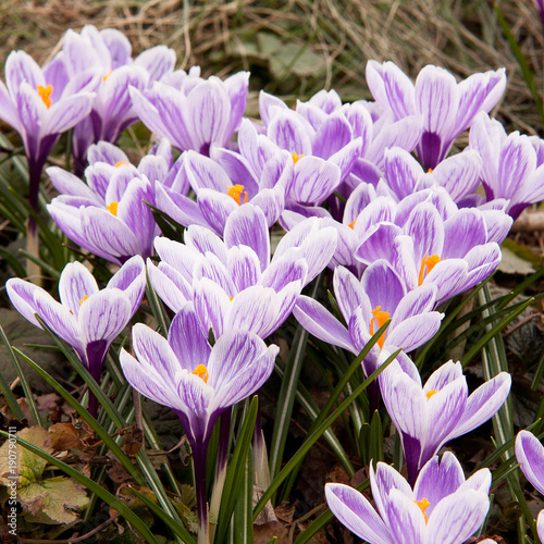 gentle flowers of crocus are the first to meet the spring