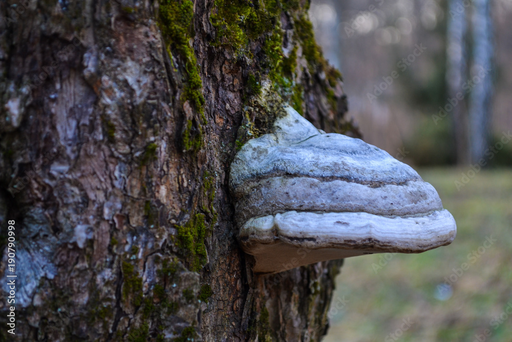 The mushroom on the trunk of tree The mushroom on the trunk of tree