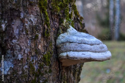 The mushroom on the trunk of tree
