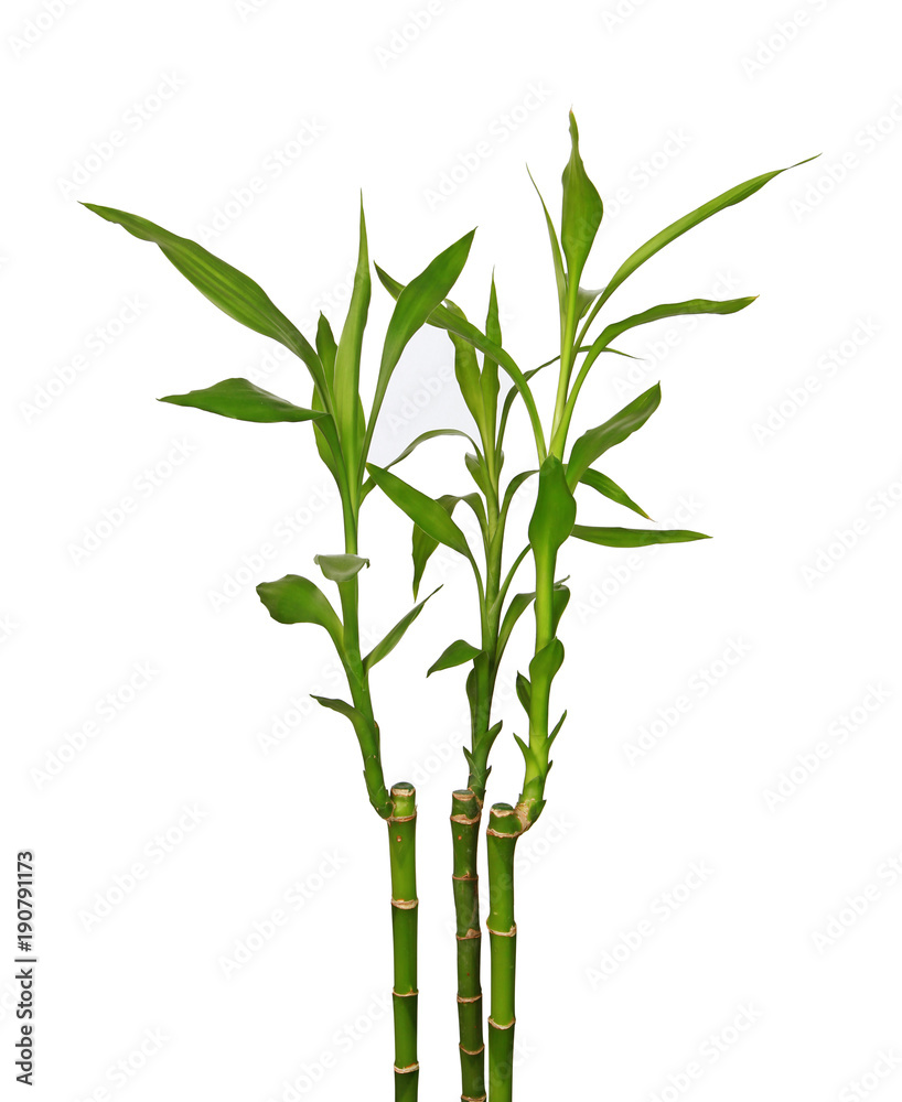 Tige de lucky bambou Photos | Adobe Stock
