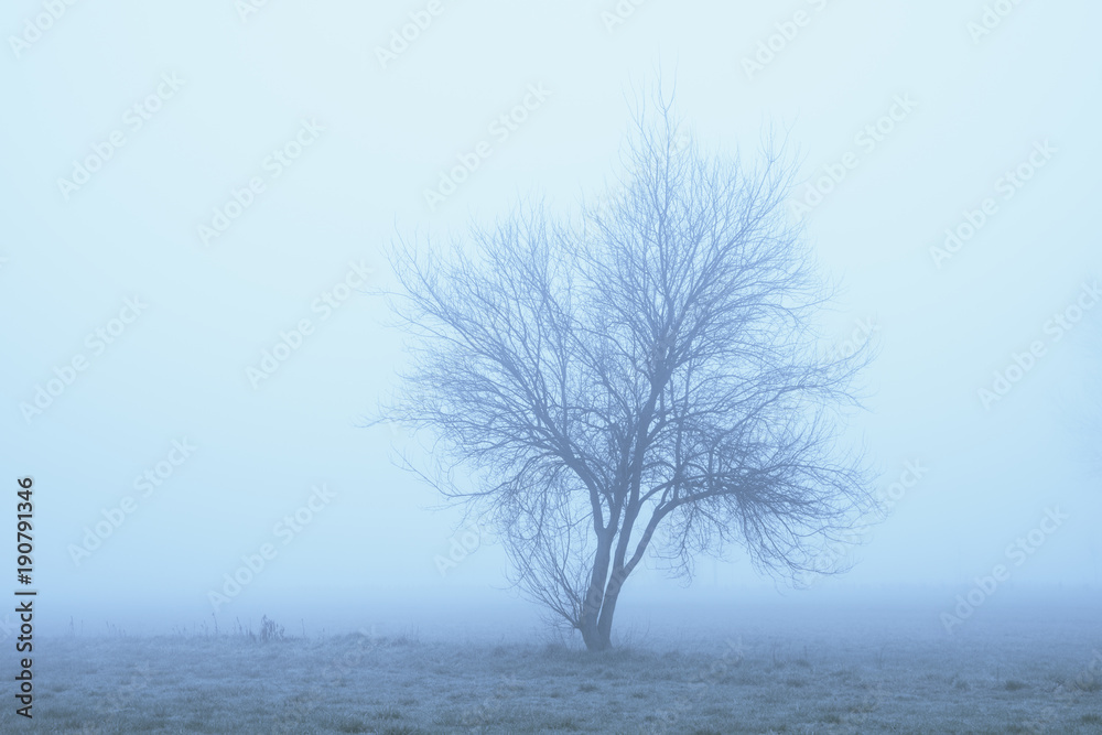 Trees in the fog Trees in the fog