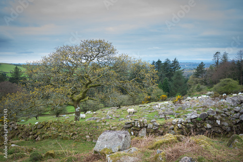 Dry stone field on Dartmoor