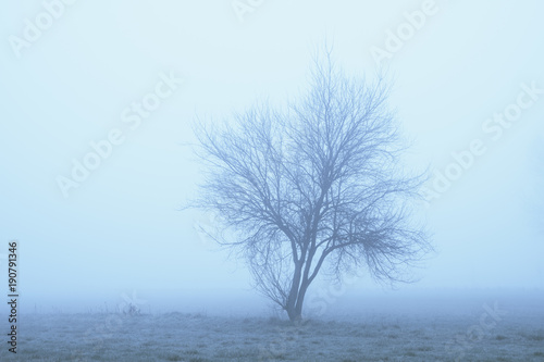 Trees in the fog © Arcansél