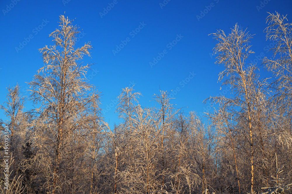 Frozen coniferous tree against the blue sky. Wild snow-covered pine trees in the forest. Winter fairy-tale idyllic tranquility with the trees in frost. Frozen coniferous tree against the blue sky. Wild snow-covered pine trees in the forest. Winter fairy-tale idyllic tranquility with the trees in frost.