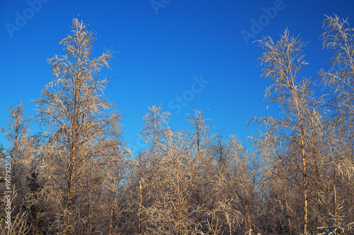 Frozen coniferous tree against the blue sky. Wild snow-covered pine trees in the forest. Winter fairy-tale idyllic tranquility with the trees in frost. 