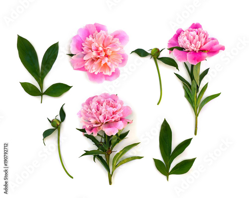 Pink peonies on a white background. Top view, flat lay.