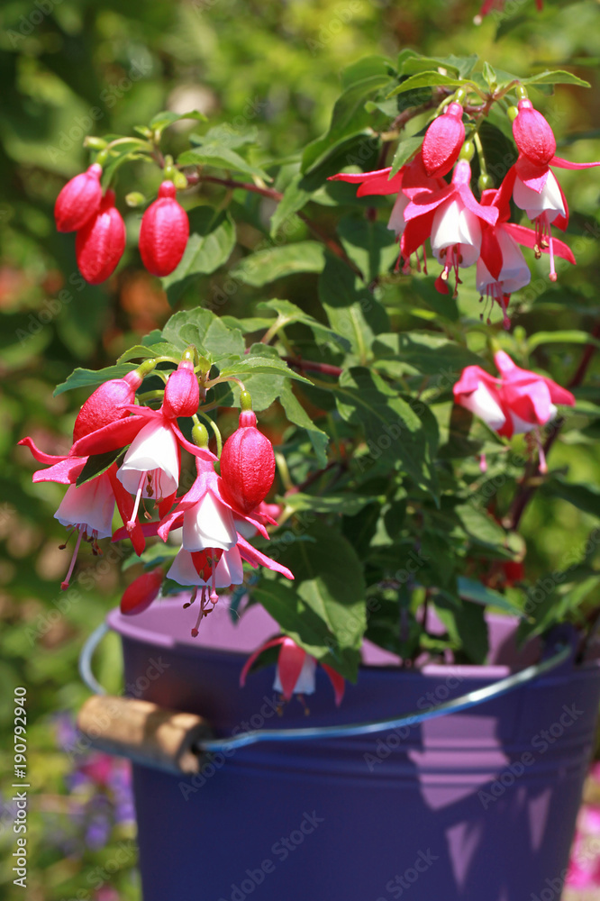 Fototapeta premium Fuchsia en pot