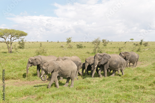Closeup of African Elephant (scientific name: Loxodonta africana, or "Tembo" in Swaheli) in the Serengeti National park, Tanzania