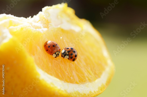 Two ladybugs on a very juice orange