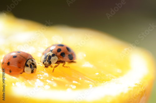 Two ladybugs on a piece of orange