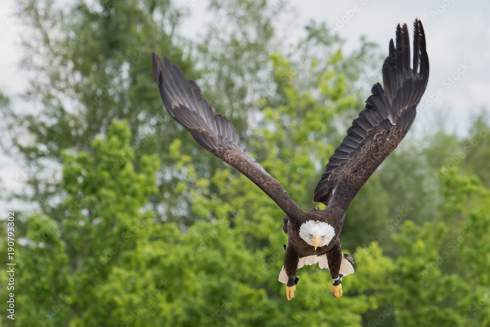 Obraz premium Flying Bald Eagle