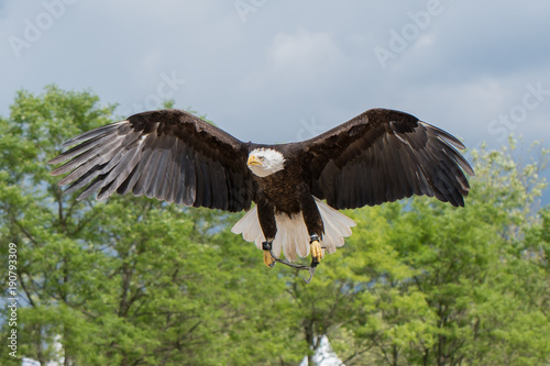 Flying Bald Eagle