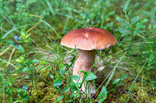 Boletus edulis (penny bun, cep, porcino, porcini, white mushroom) in forest
