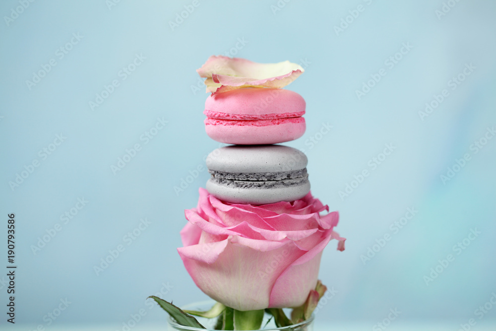 Macaron or macaroon on pink rose on blue background Macaron or macaroon on pink rose on blue background