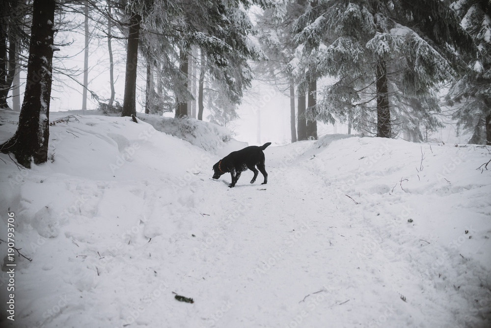 black Labrador dog in the snow in forest black Labrador dog in the snow in forest