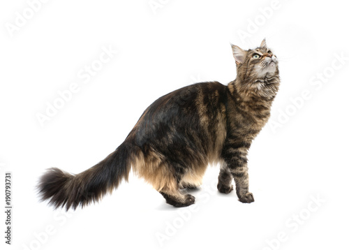 Playful maine coon cat standing on hind legs and looking up
