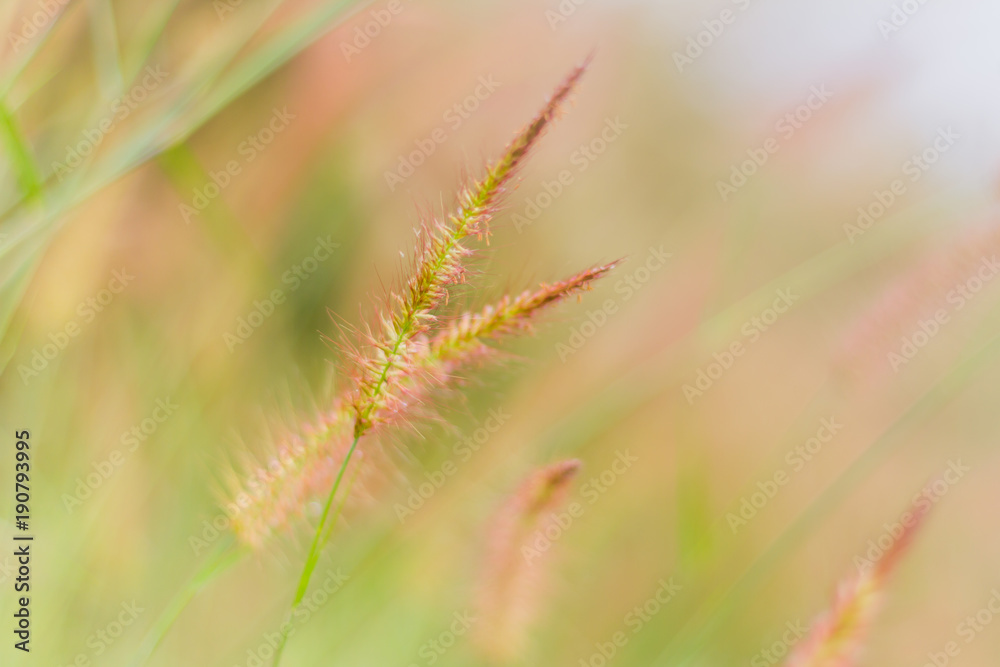 Mission grass or desho grass in the evening sky, Evening in the meadow, Beautiful pastures in the evening, reative nature images used as background, Selective focus