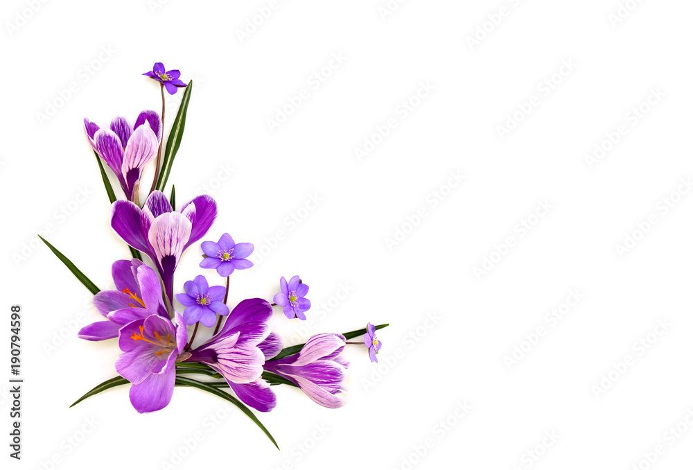 Violet crocuses (Crocus vernus) and flowers hepatica (liverleaf or liverwort) on a white background with space for text. Top view, flat lay.