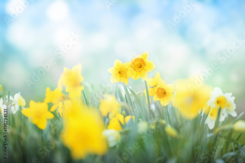 Spring flowers meadow background