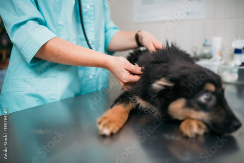 Veterinarian examining dog, veterinary clinic