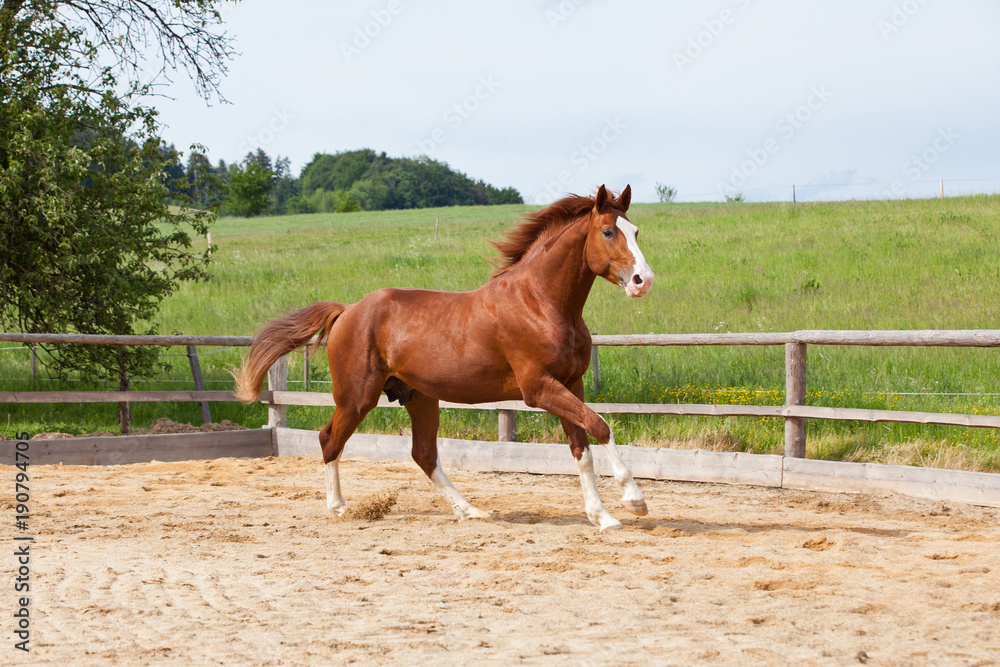 Portrait of nice running hot-blooded horse Portrait of nice running hot-blooded horse