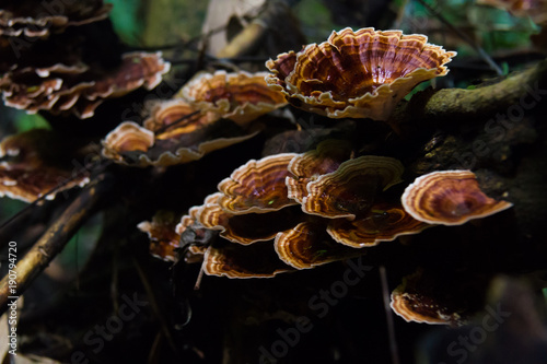 Mushroom, Ling zhi mushroom on an old piece of wood in the tropical rain forest