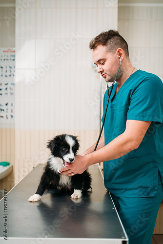Male veterinarian examining dog, veterinary clinic