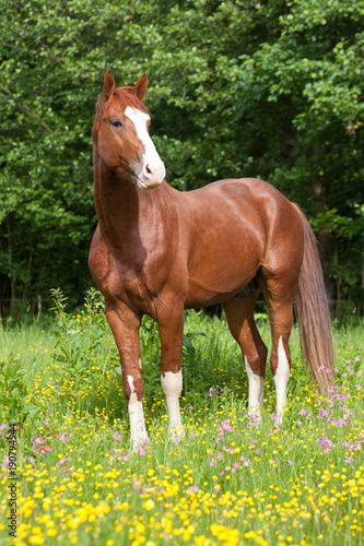 Portrait of nice hot-blooded horse on meadow