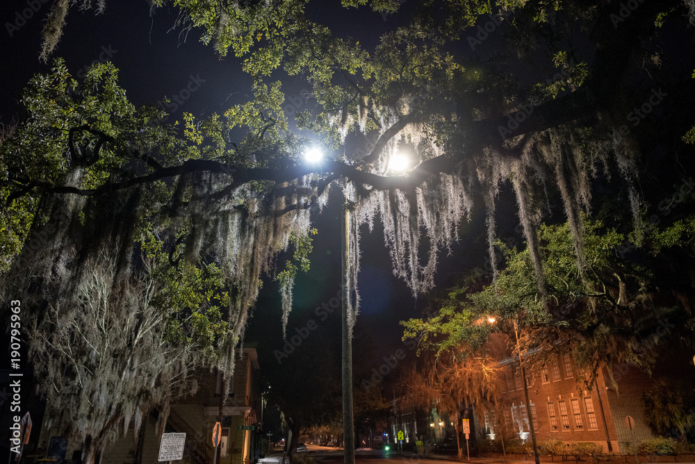 Obraz premium Spanish Moss under Street Lamp