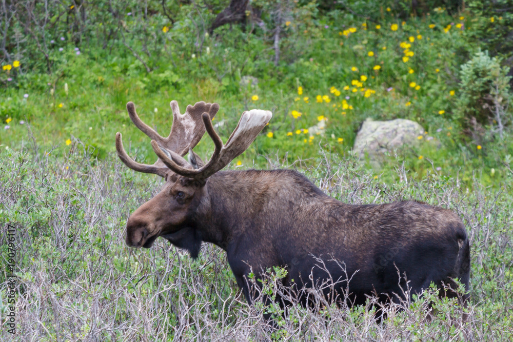 Shiras Moose of The Colorado Rocky Mountains