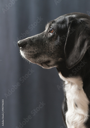 The Dog Lisa