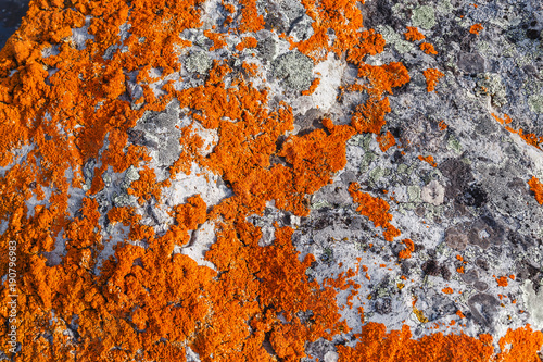 stone covered with bright orange lichen closeup