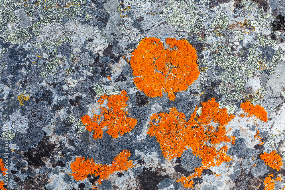 stone covered with bright orange lichen closeup stone covered with bright orange lichen closeup