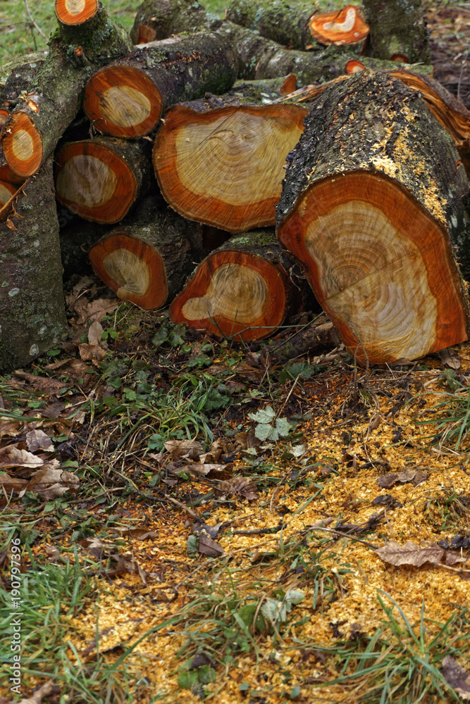 firewood in nature, close up firewood in nature, close up